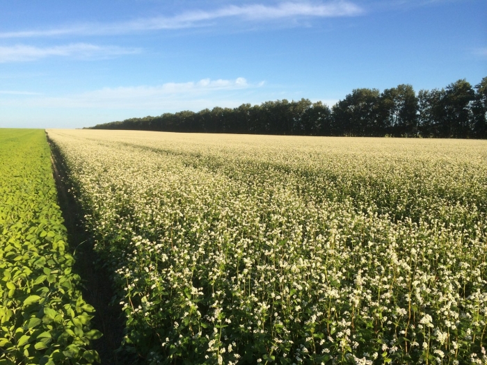 Гречиха посевная крупа