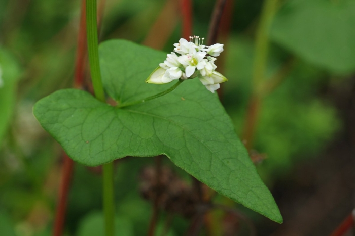 Гречиха татарская