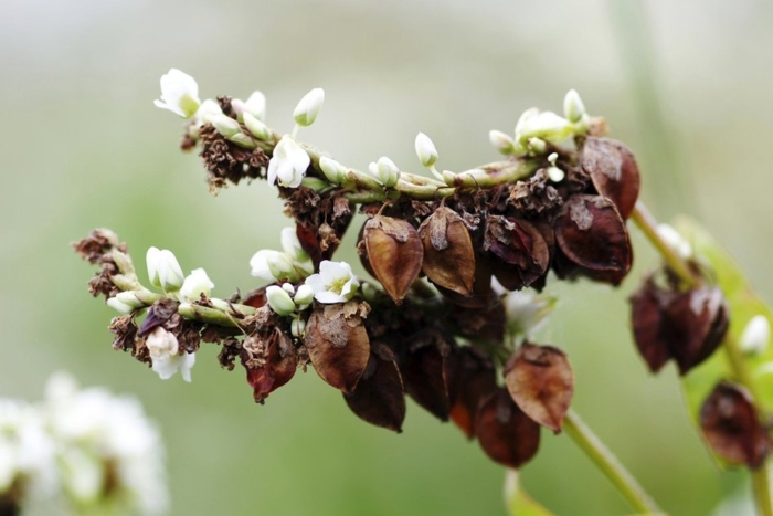 Гречиха обыкновенная
