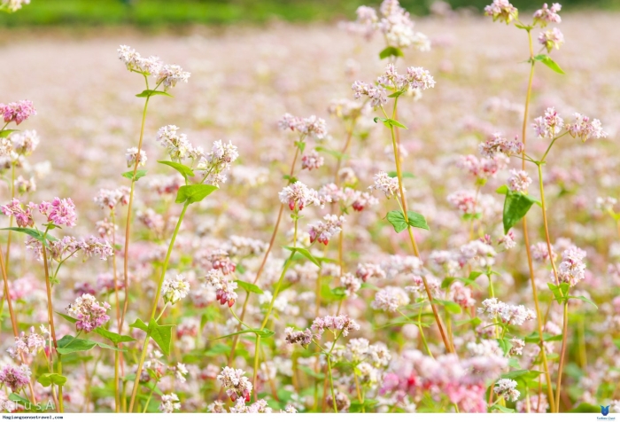 Цветущая гречиха