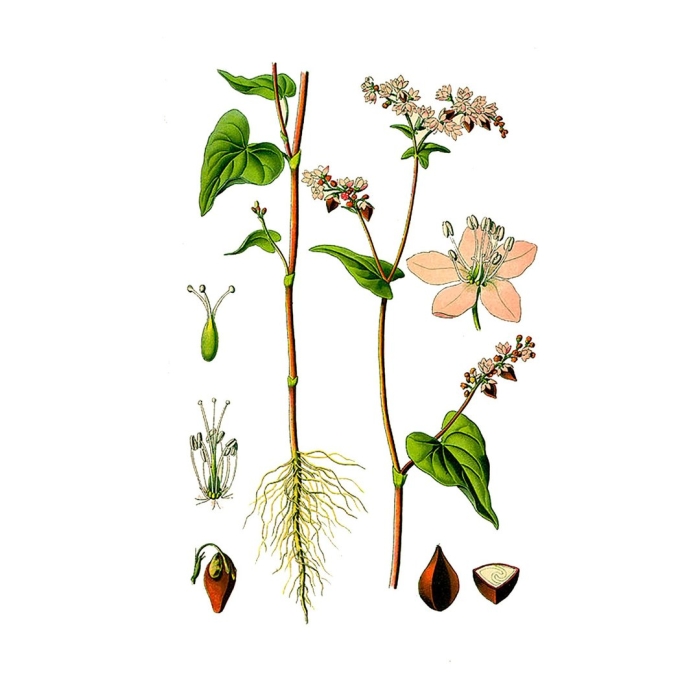 Ботаника гречиха посевная