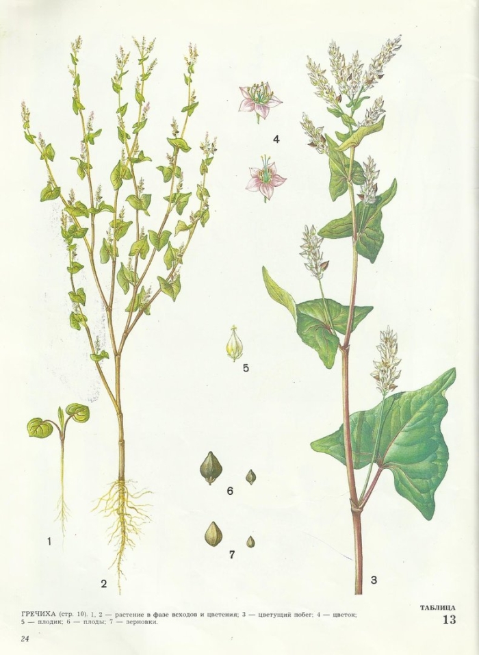 Ботаника гречиха посевная