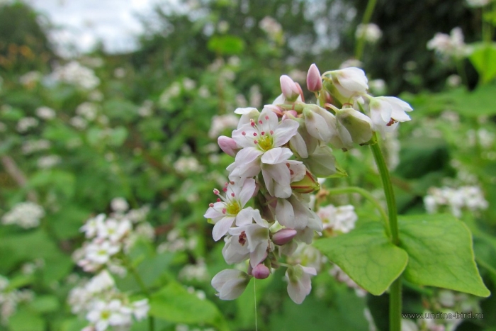 Гречиха посевная цветение