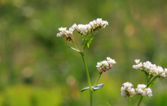 Гречиха обыкновенная