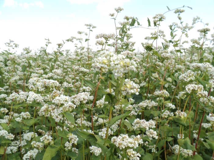 Гречиха татарская