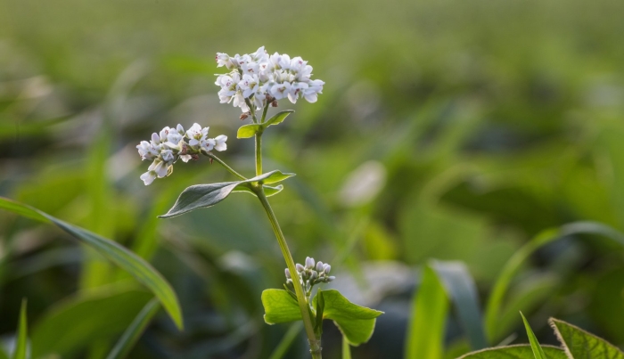Зеленоцветковая гречиха