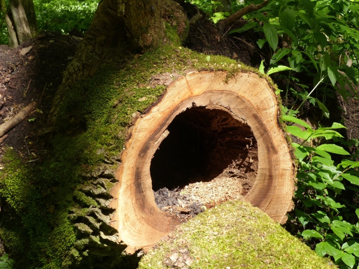 Hollow tree trunk