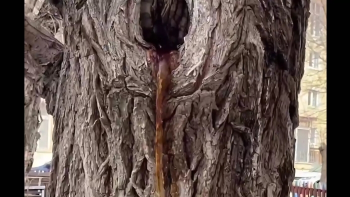 Дерево на улице