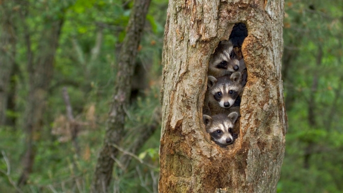 Енот в дупле