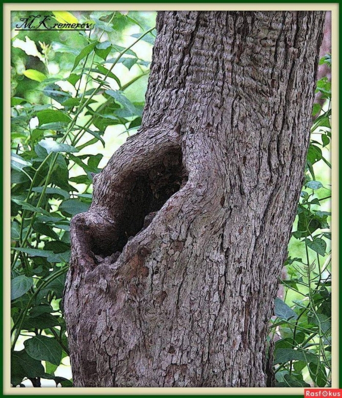 Беличье дупло