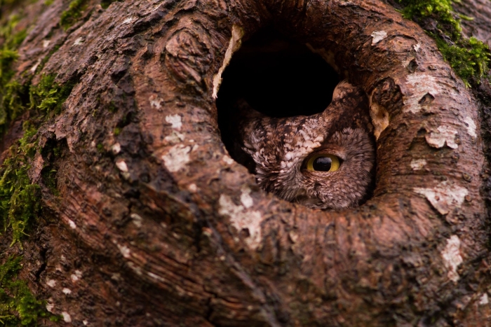 Сова в дупле