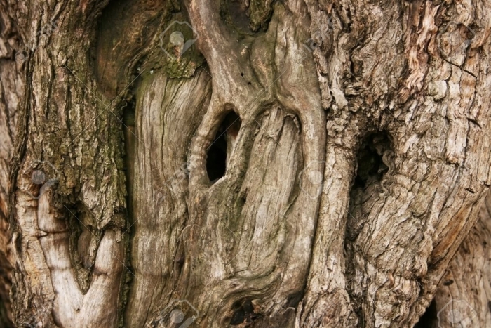 Дерево с дуплом