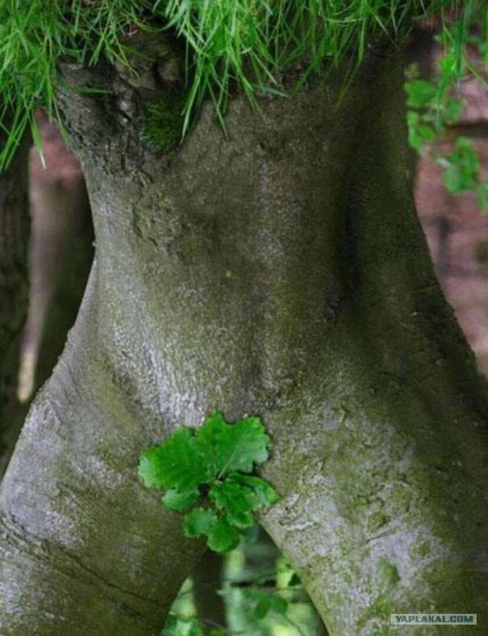 Деревья необычные