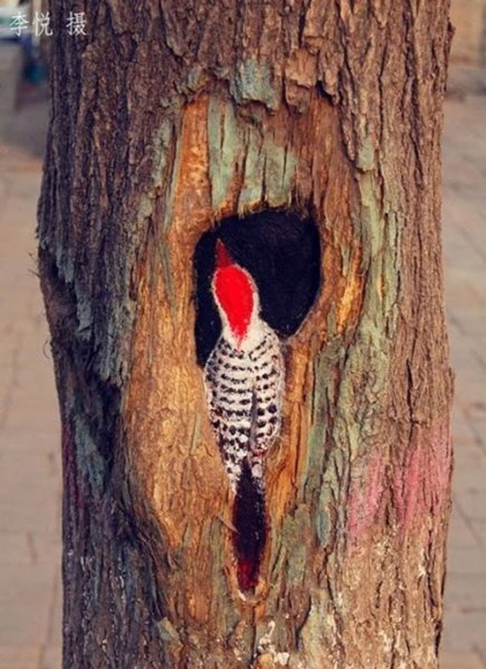 Red bellied woodpecker