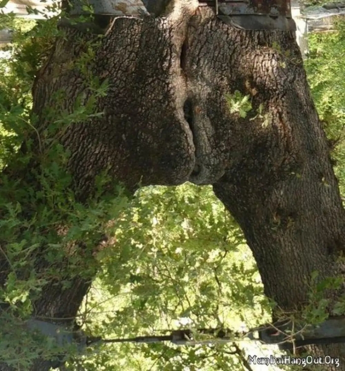 Странные деревья