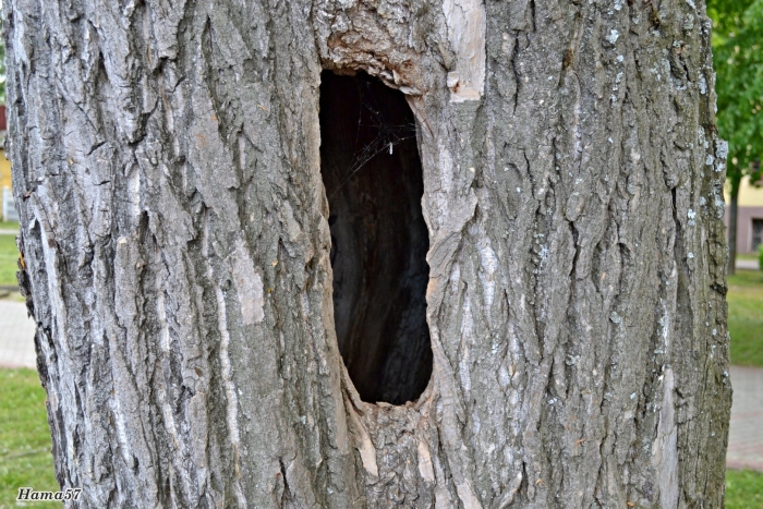 Кора дерева с дуплом