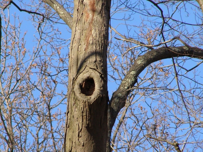 Дупло для белки