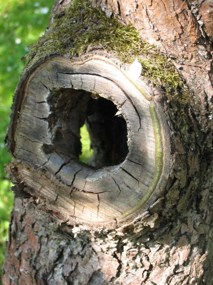 Огромное дупло