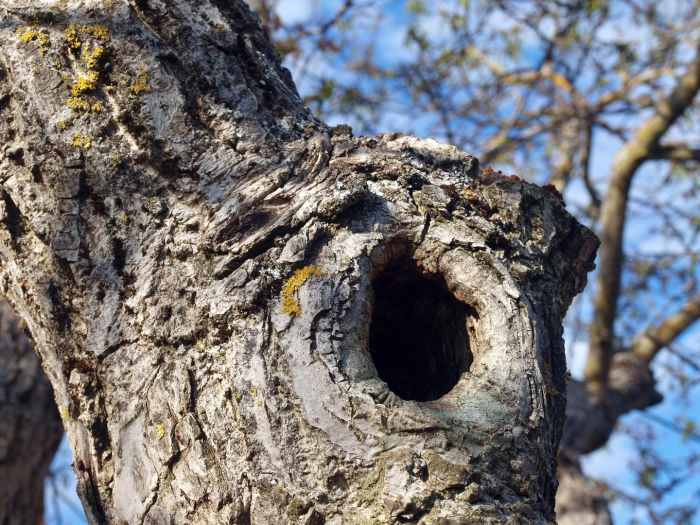 Дупло белки