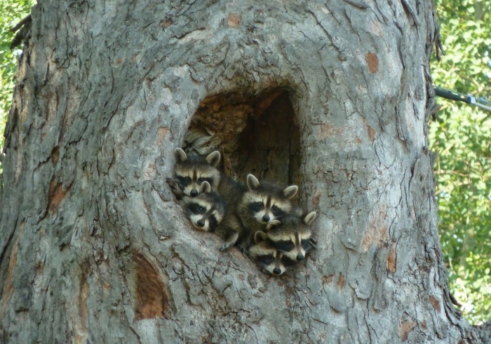 Енот полоскун детеныш