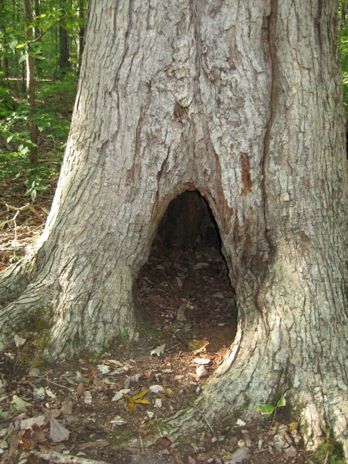 Ствол дерева с дуплом