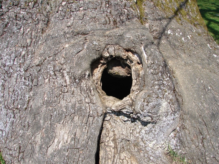 Дупло белки беличье