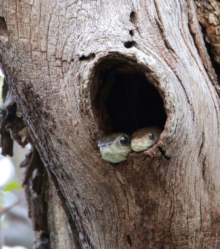 Дупло белки беличье внутри
