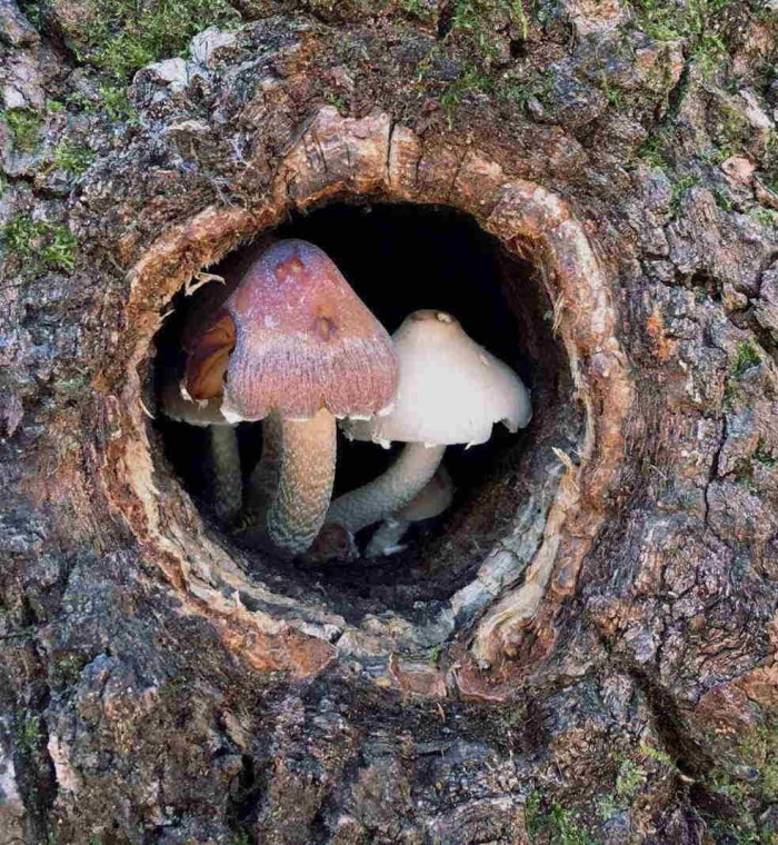 Вольвариелла шелковистая гриб