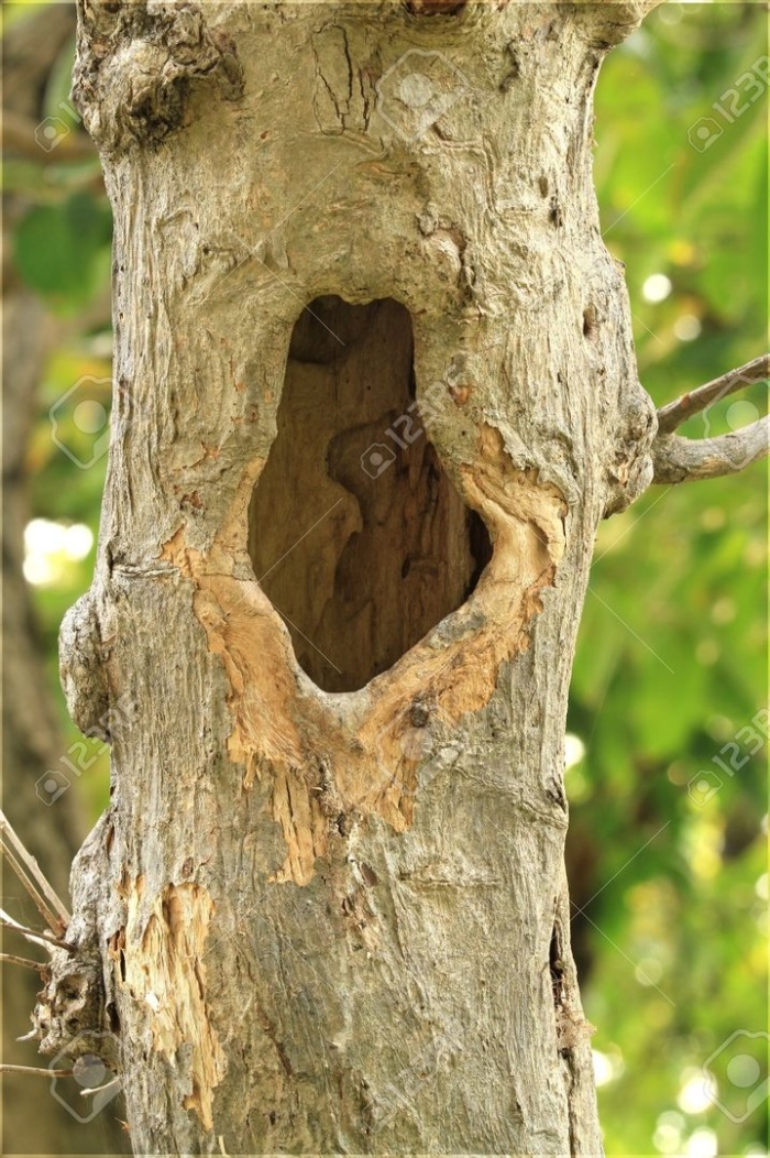 Дубовое дупло