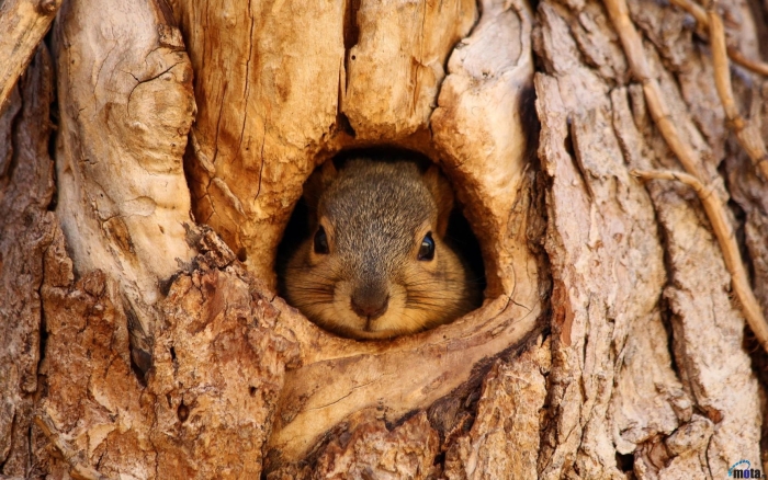 Дупло белки зимой