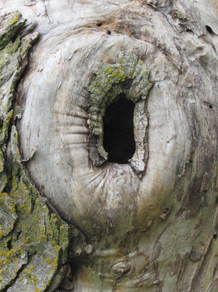 Tree hole