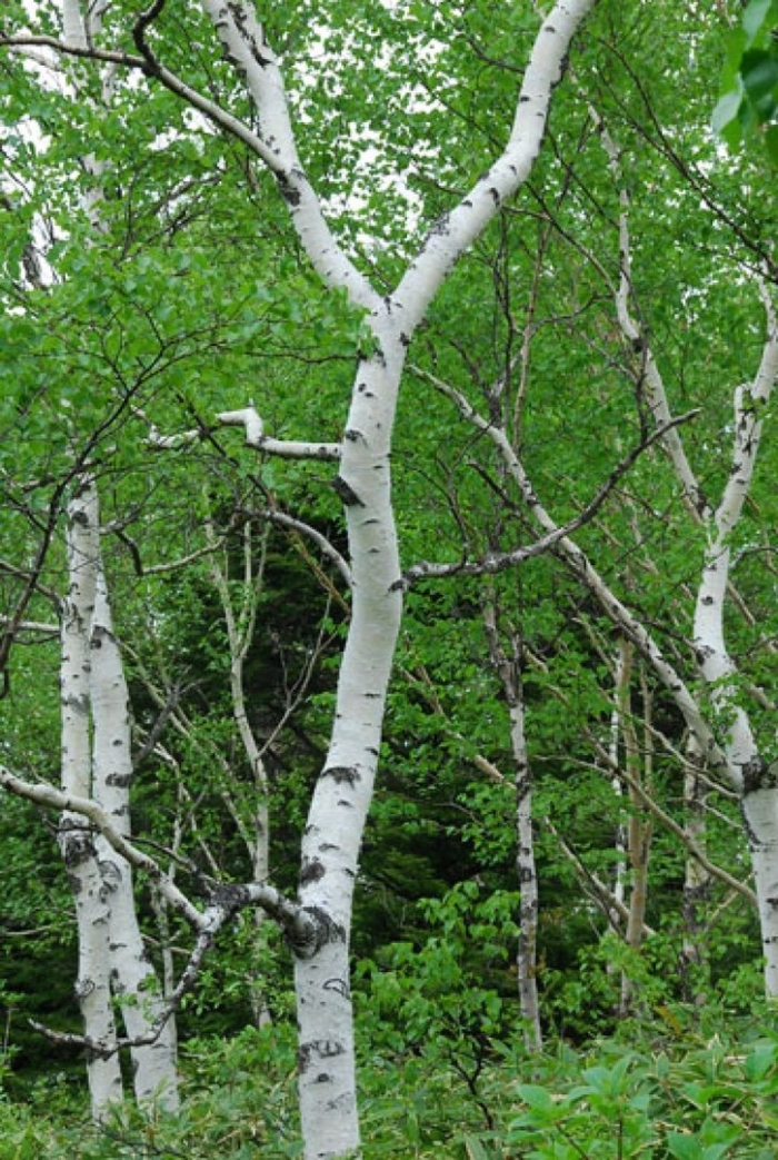 Береза маньчжурская betula mandshurica