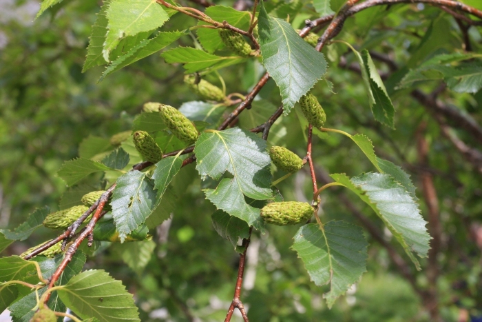 Берёза вишнёвая bétula lénta