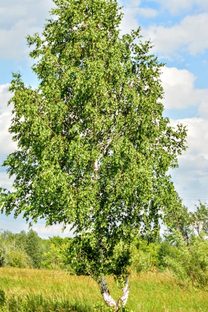 Белоствольная береза