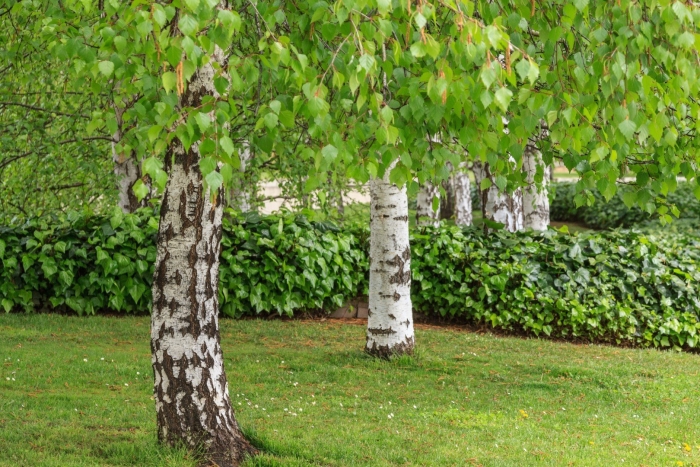 Береза обыкновенная