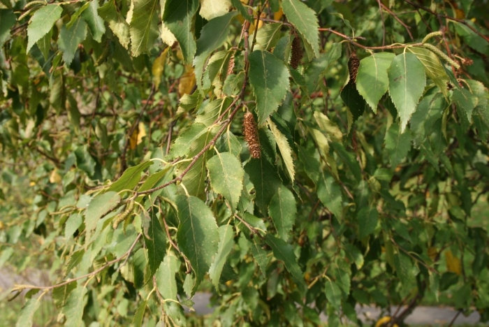 Береза плосколистная betula platyphylla