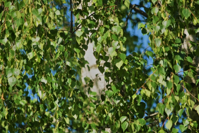 Береза бородавчатая