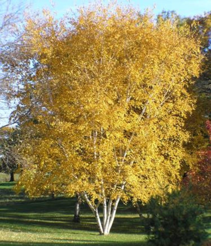 Береза повислая