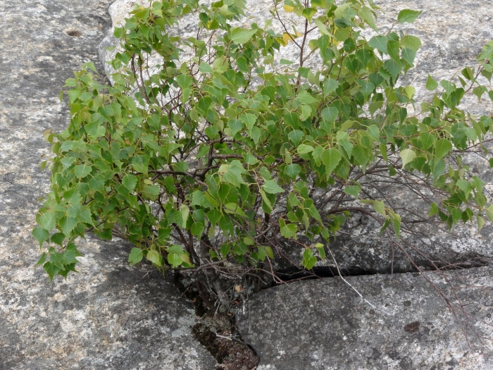 Betula populifolia