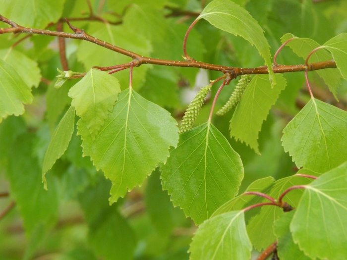 Betula albosinensis