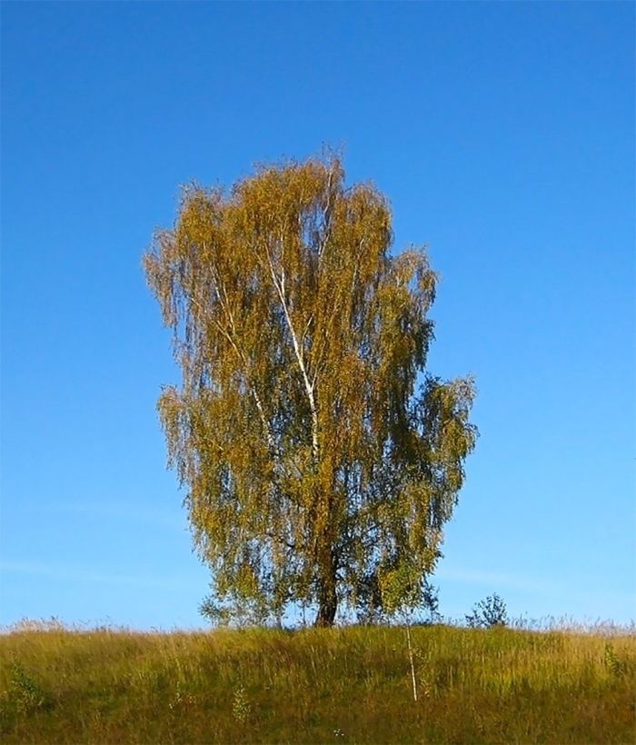 Березовая роща береза повислая