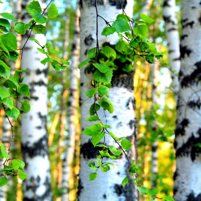 Повислая береза