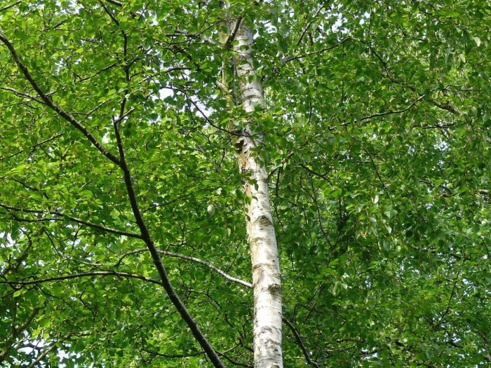 Береза маньчжурская betula mandshurica