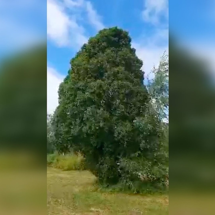 Sequoiadendron giganteum