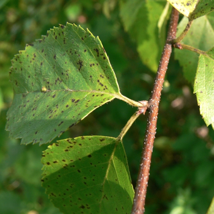 Betula pubescens