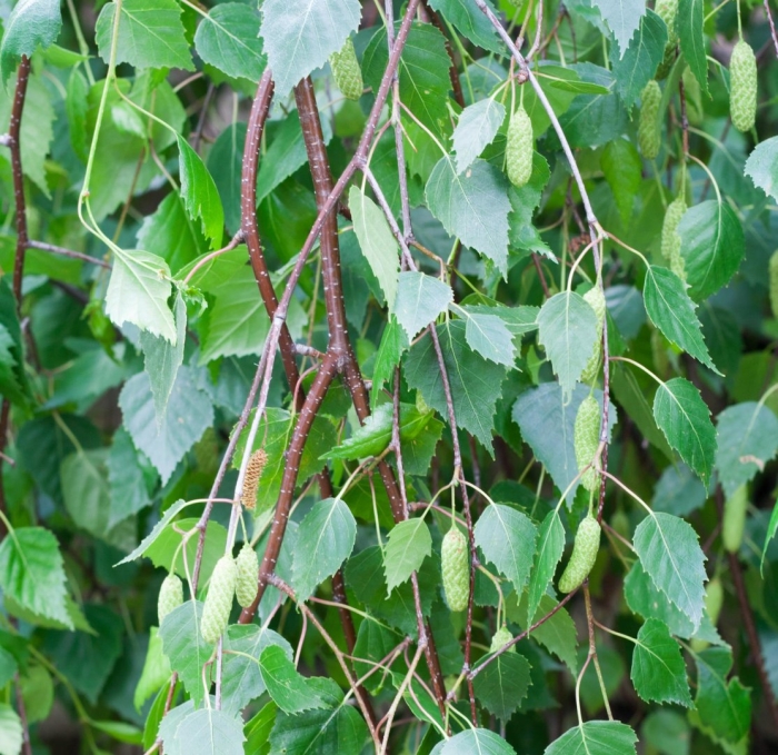 Береза повислая лист