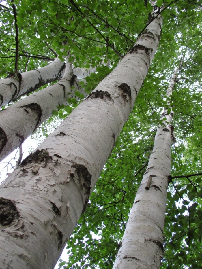 Betula papyrifera