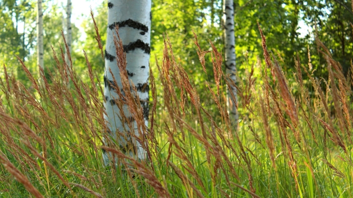 Березы и вейник