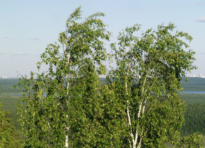 Береза пушистая betula pubescens