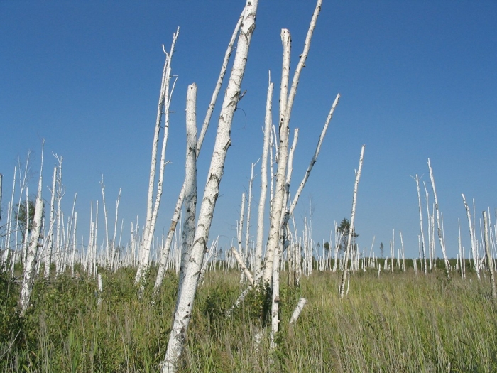 Засохшая берёза